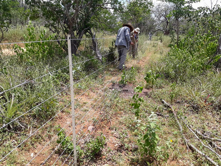 Duas pessoas trabalham na construção de uma cerca em uma área de Caatinga a ser regenerada.