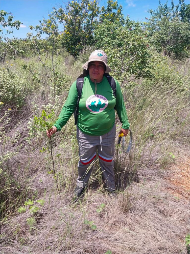 Rose no bioma Caatinga