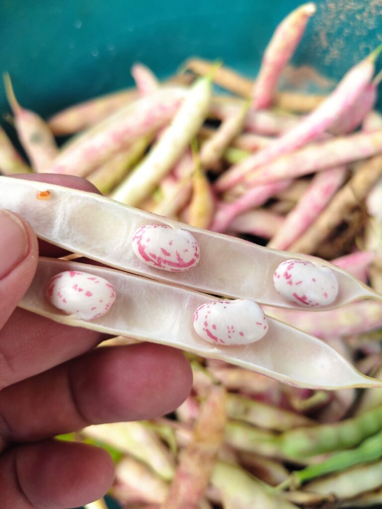 Imagem mostra uma vagem aberta com quatro feijões brancos com listras cor de rosa