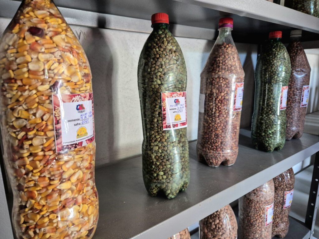 Imagem mostra garrafas pets cheias de sementes de milho e feijão crioulos em uma prateleira