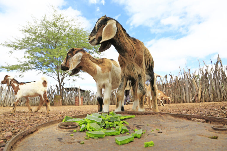 Semiárido Show: ASA leva experiências de agricultura resiliente ao clima e comemora avanços na democratização da água para famílias rurais