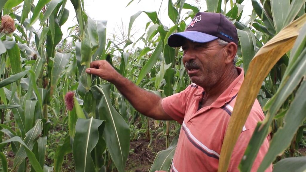 Agricultor Zé do Junco na plantação de milho. Zé veste um boné e uma camisa rosa e está pegando na palha do milho.