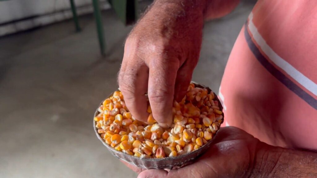 A foto mostra as mãos do agricultor Zé do Junco segurando um pote de sementes de milho.