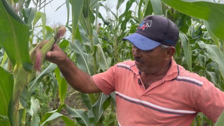 Homem na faixa dos 60 anos está no meio do milharal e segura uma espiga de milho
