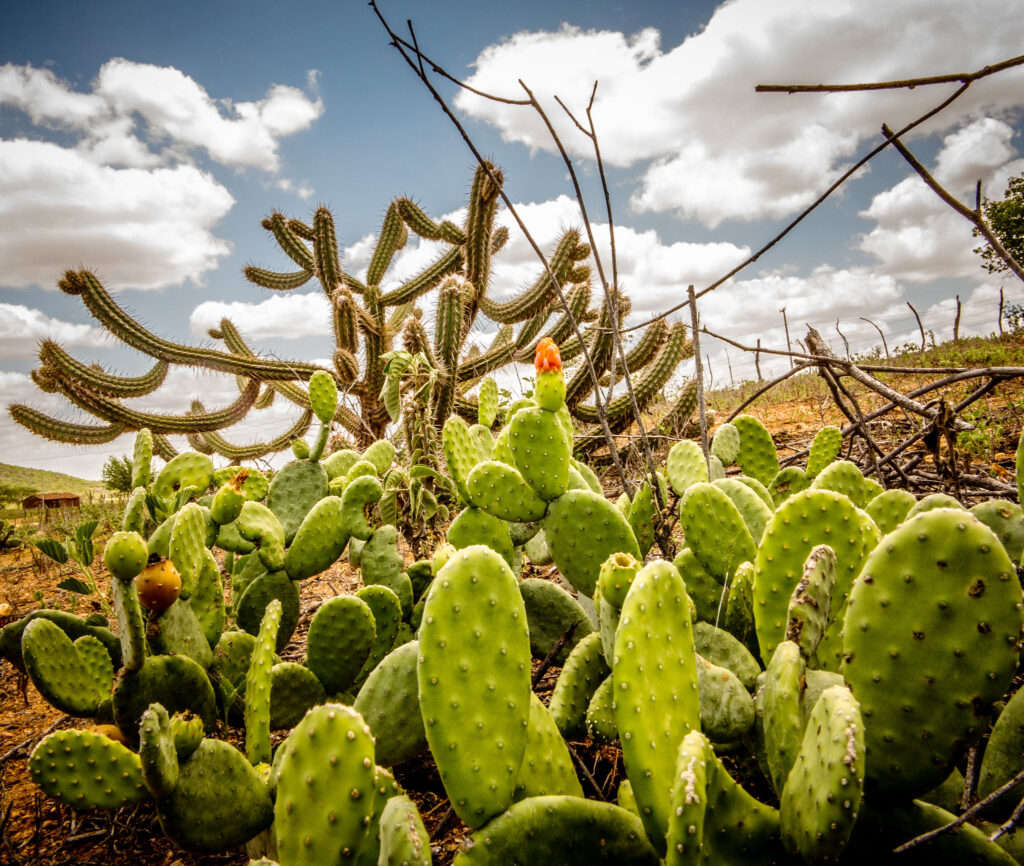 Na foto aparecem cactos exuberantes, que traduzem a beleza do bioma Caatinga.