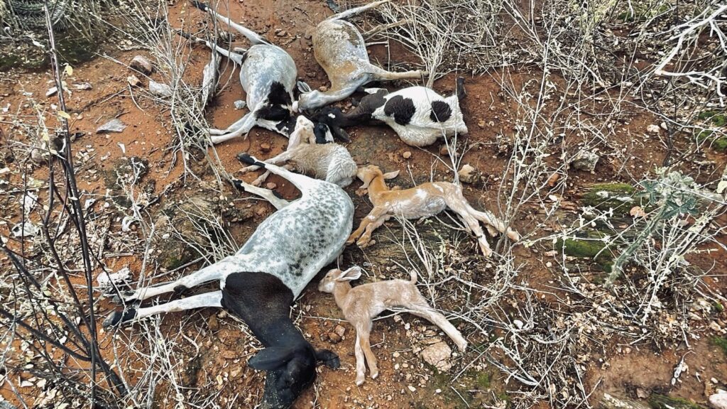 Animais mortos no chão devido a fortes chuvas.