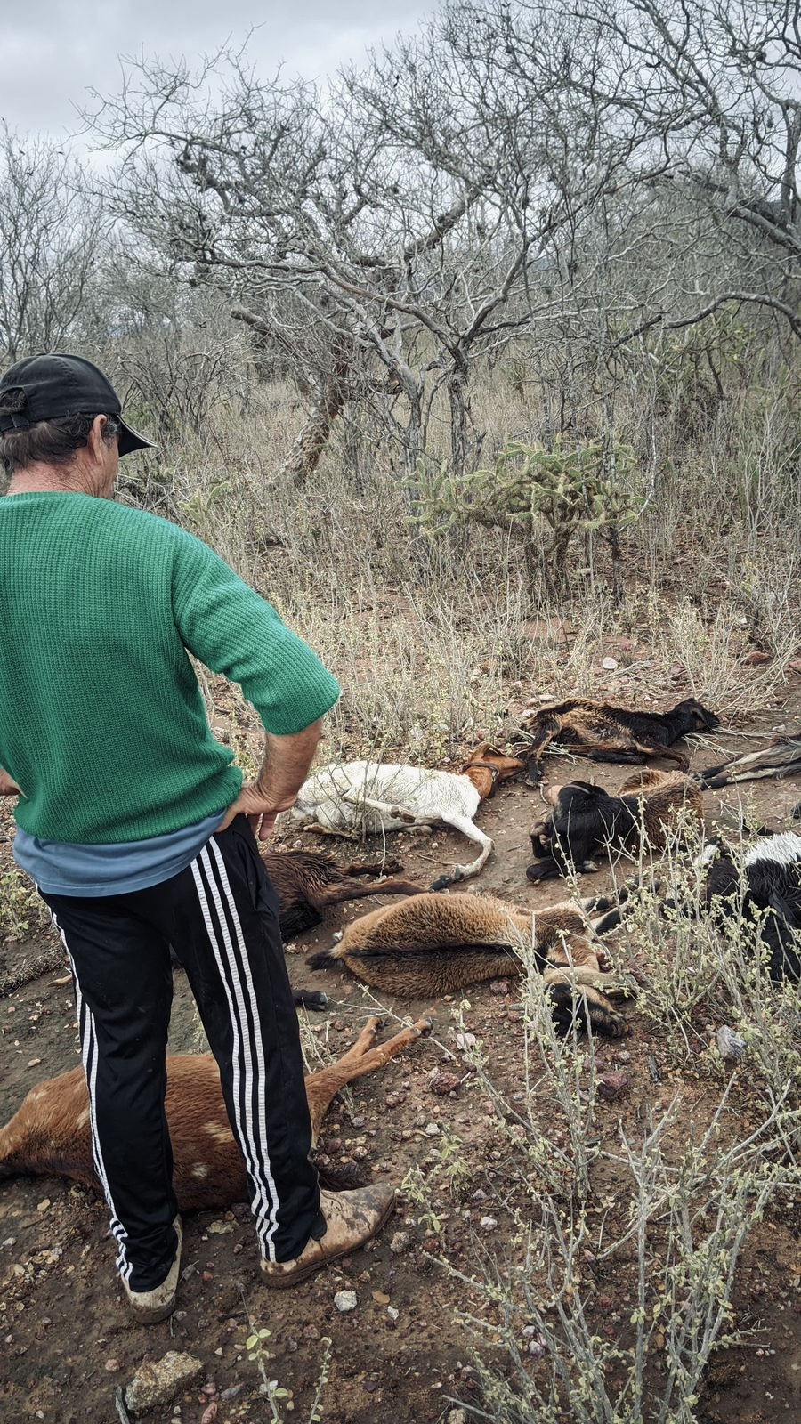 Na foto um homem olha para os caprinos que foram mortos pela chuva.