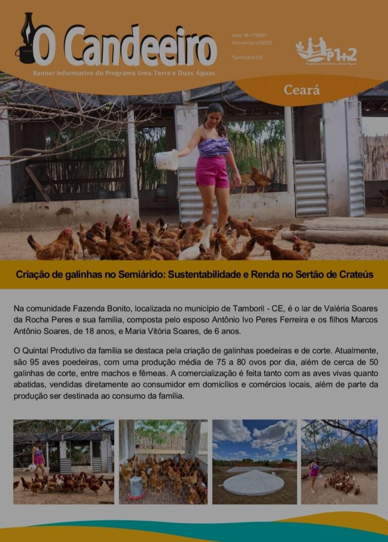 Criação de galinhas no Semiárido: Sustentabilidade e Renda no Sertão de Crateús