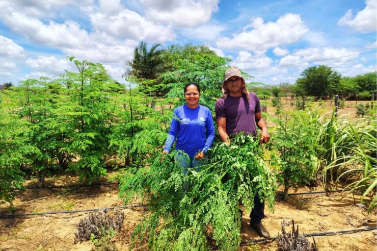 Moringa no quintal forrageiro garante alimento o ano inteiro