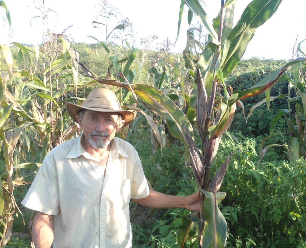O agricultor familiar Sebastião Damasceno em sua área de produção sobre a barragem subterrânea no Semiárido alagoano | Foto: Arquivo pessoal