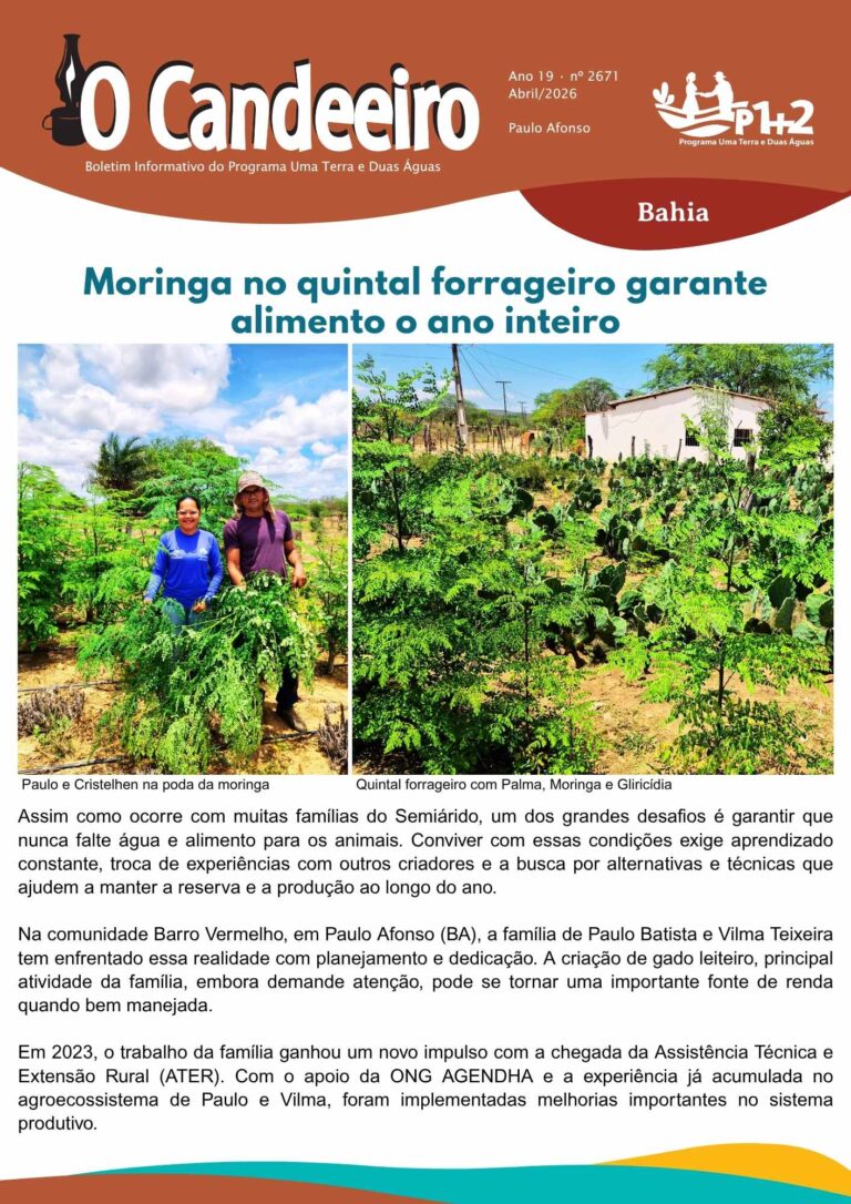 Moringa no quintal forrageiro garante alimento o ano inteiro